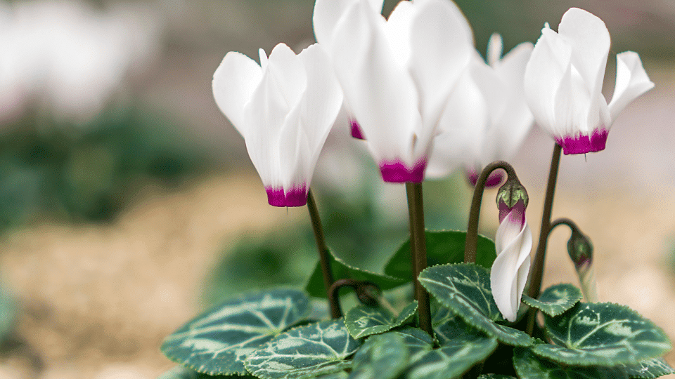 What is Israels national flower cyclamen